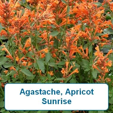 Agastache, Apricot Sunrise