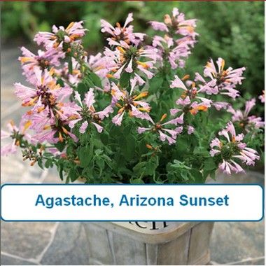 Agastache, Arizona Sunset