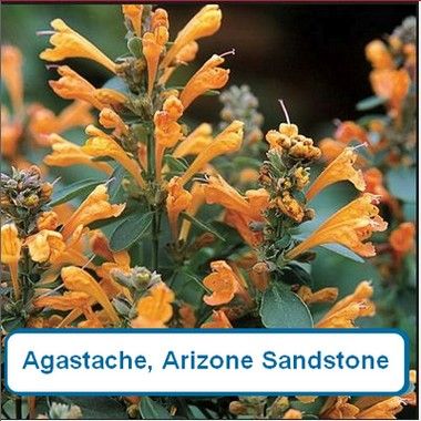 Agastache, Arizona Sandstone