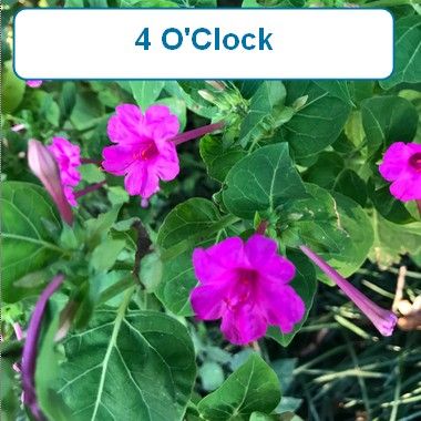 4 Oclock