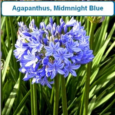 Agapanthus, Midnight Blue