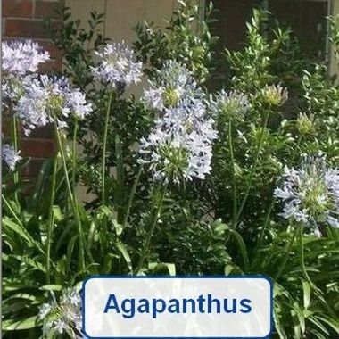 Agapanthus