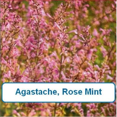 Agastache, Rose Mint