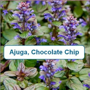 Ajuga, Chocolate Chip