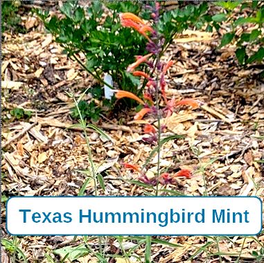 Agastache, Texas Humming Bird Mint