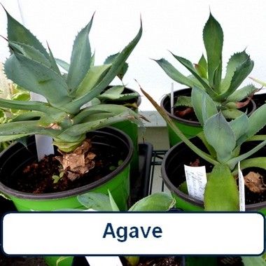 Agave