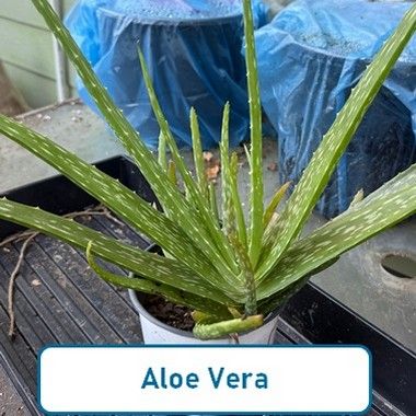 Aloe Vera