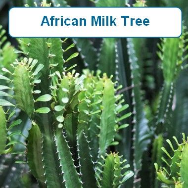 African Milk tree