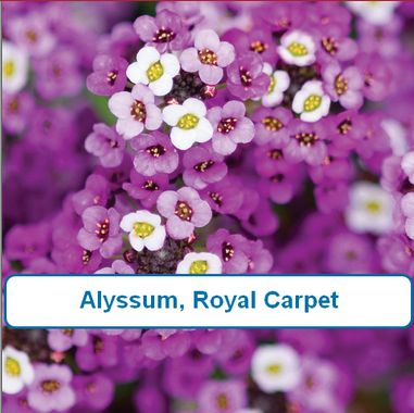 Alyssum, Royal Carpet