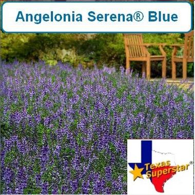 Angelonia Serena, Blue