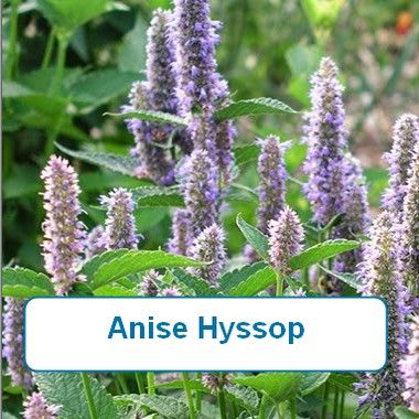 Anise Hyssop