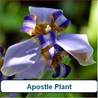 Apostle Plant