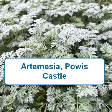 Artemisia Powis Castle