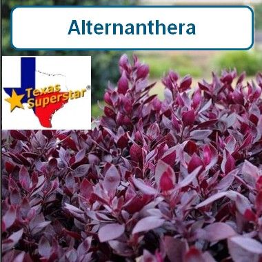 Alternanthera, Little Ruby