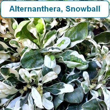 Alternanthera, Snowball