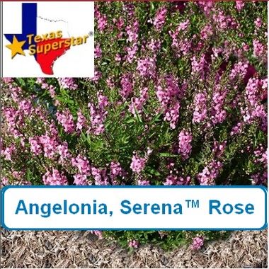 Angelonia, Serena Rose