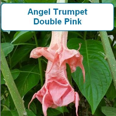 Angel Trumpet, Double Pink