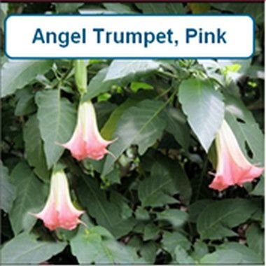 Angel Trumpet, Pink