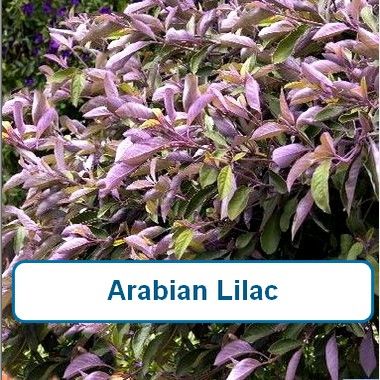 Arabian Lilac(Vitex, Purple)
