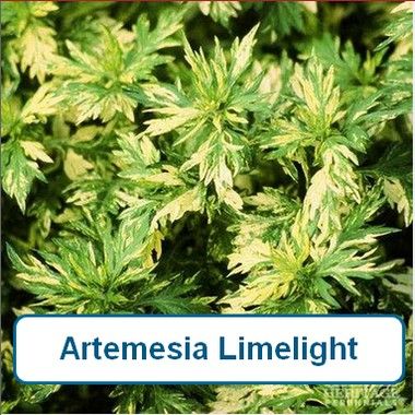 Artemisia, Limelight