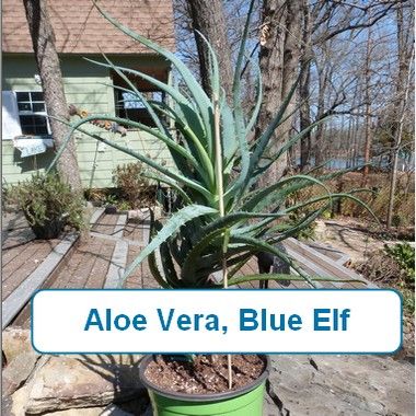 Aloe Vera, Blue Elf