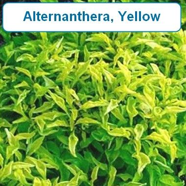 Alternanthera, Yellow
