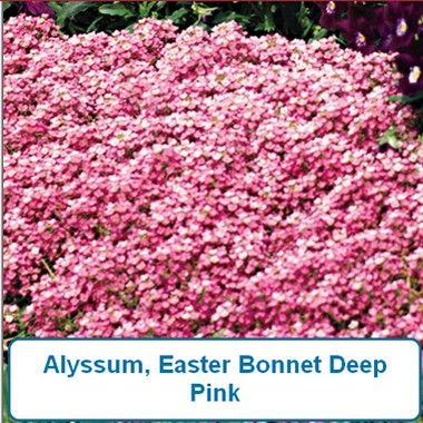 Alyssum, Easter Bonnet Deep Pink