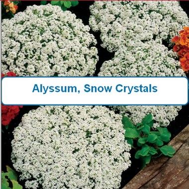 Alyssum, Snow Crystals