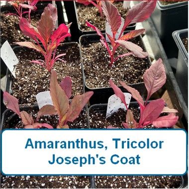 Amaranthus, Joseph's Coat