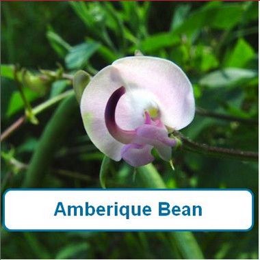 Amberique Bean