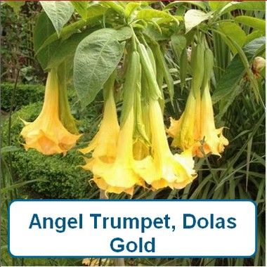 Angel Trumpet, Dolas Gold