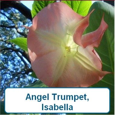 Angel Trumpet, Isabella