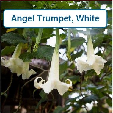 Angel Trumpet, White