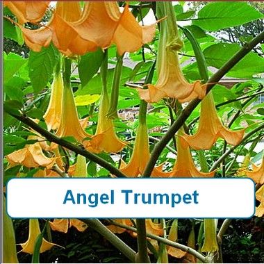 Angel Trumpet, Yellow