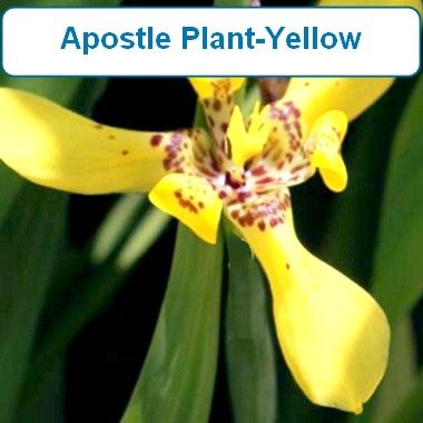 Apostle Plant