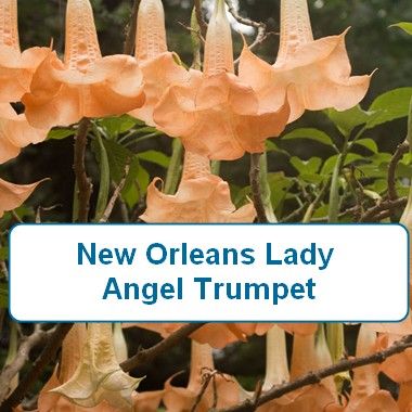 Angel Trumpet, New Orleans Lady