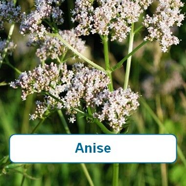 Anise