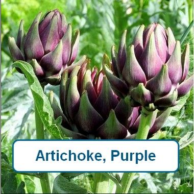 Artichoke, Purple