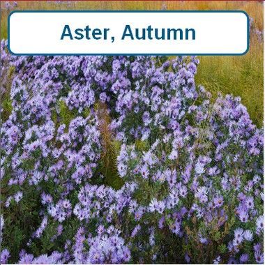 Aster, Autumn