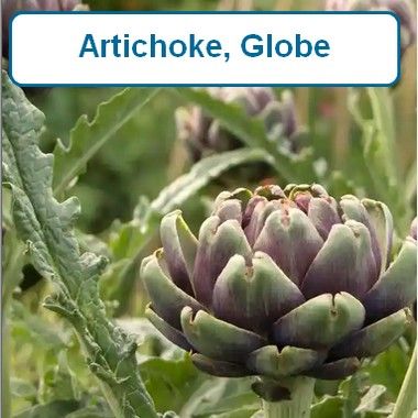 Artichoke, Globe