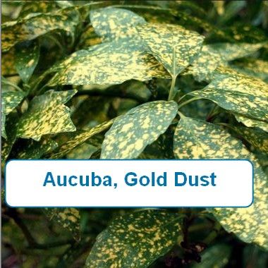 Aucuba, Gold Dust