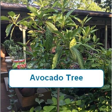 Avocado Tree