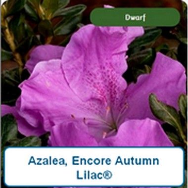 Azalea encore Autumn® Lilac