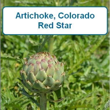Artichoke, Colorado Red Star