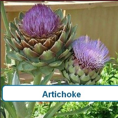 Artichoke