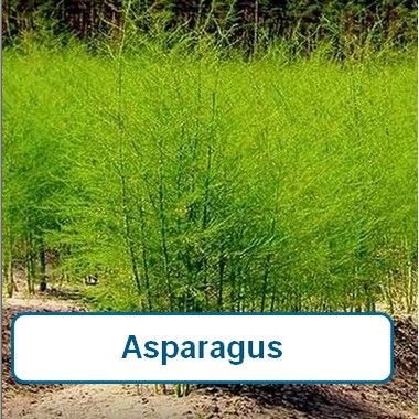 Asparagus
