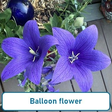 Balloon Flower