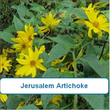 Artichoke, Jerusalem