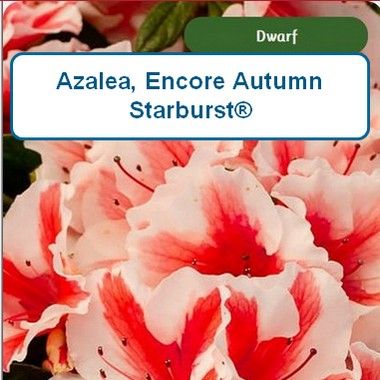 Azalea encore Autumn® Starburst