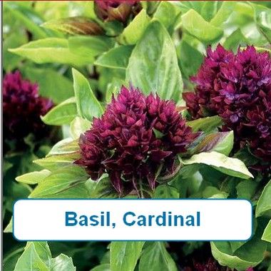 Basil, Cardinal